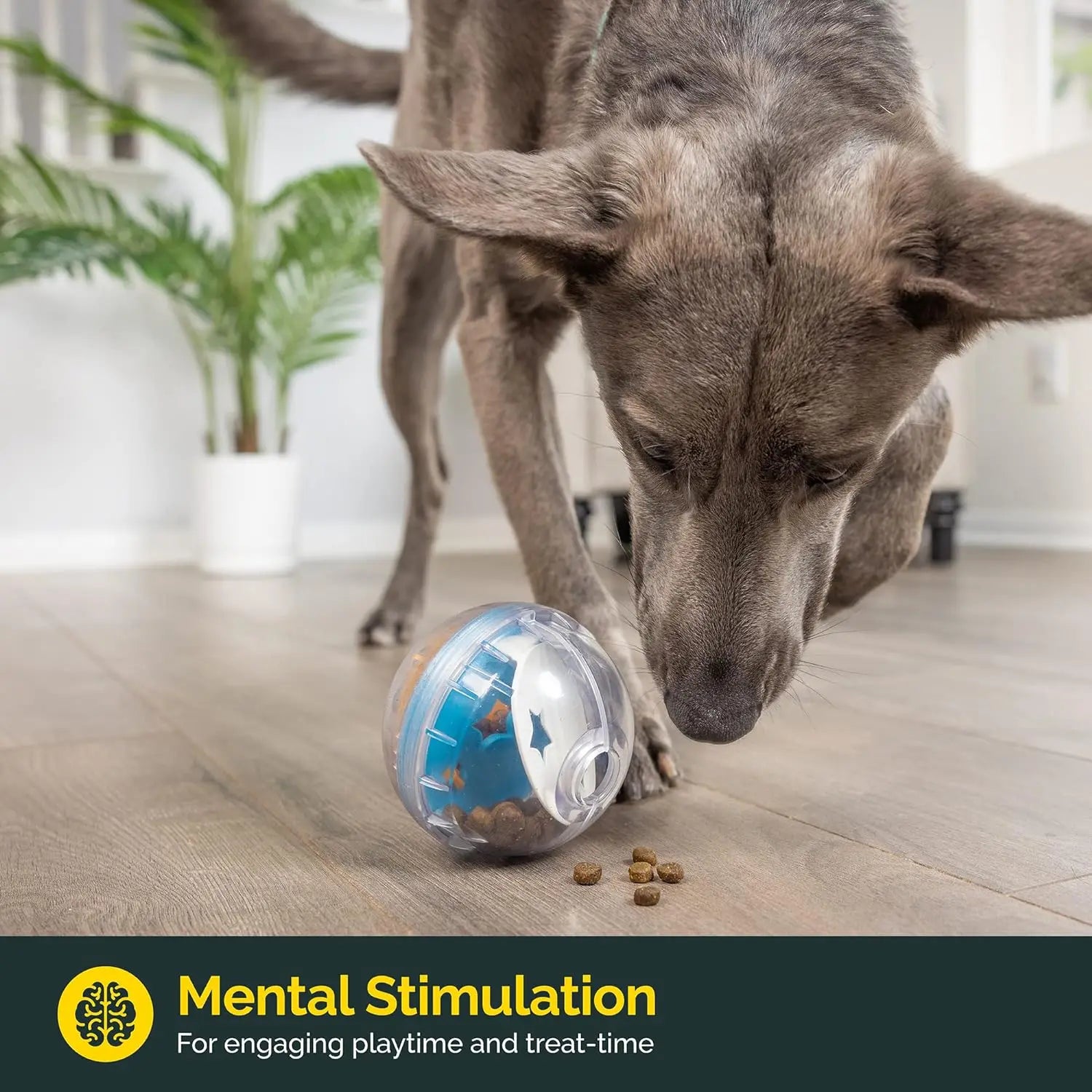 Balle Interactive Premium Animora - Distributeur de friandises pour chiens, Jeu et Stimulation Intelligente